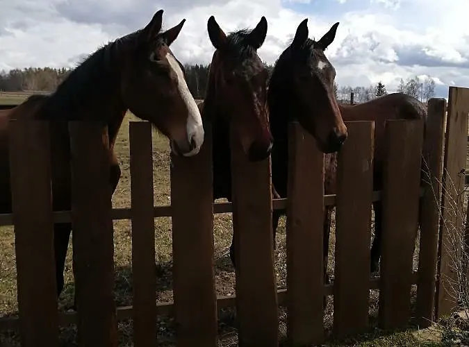 Lägenhet Farma Ranch Jelemek *