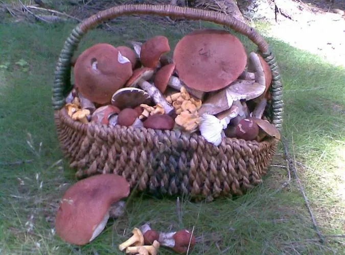 Lägenhet Farma Ranch Jelemek